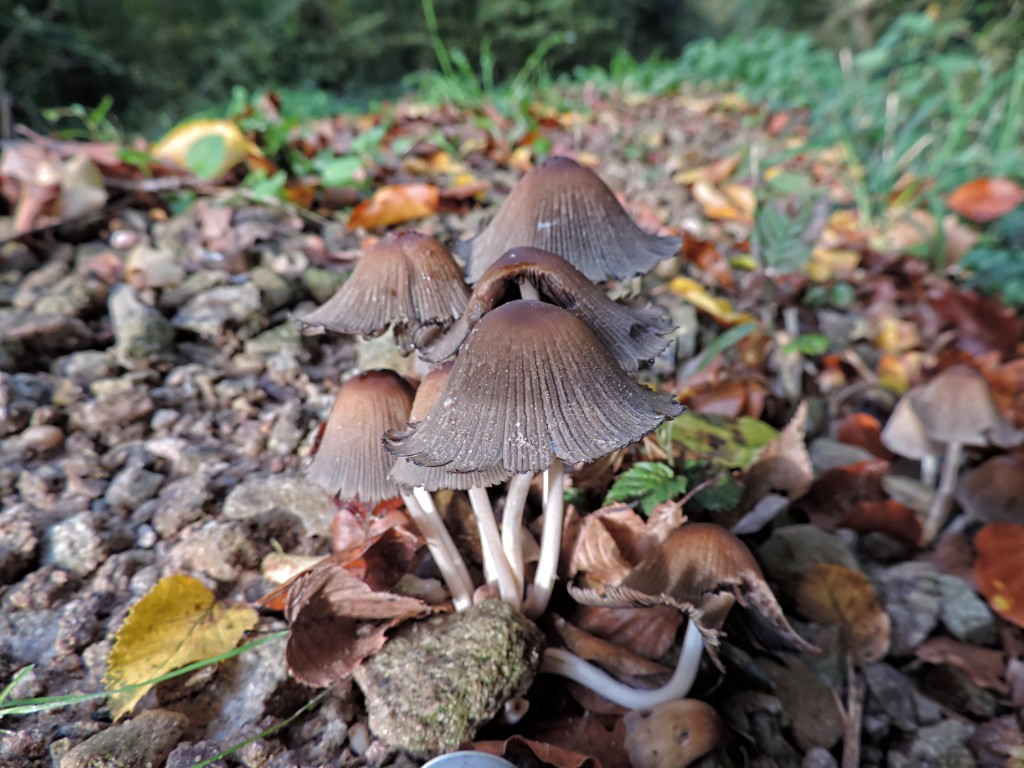 Gewone glimmerinktzwam [11593] 19-okt-2014 (Bentheimerwald, Bad Bentheim).jpg - Gewone Glimmerinktzwam [Coprinus micaceus]